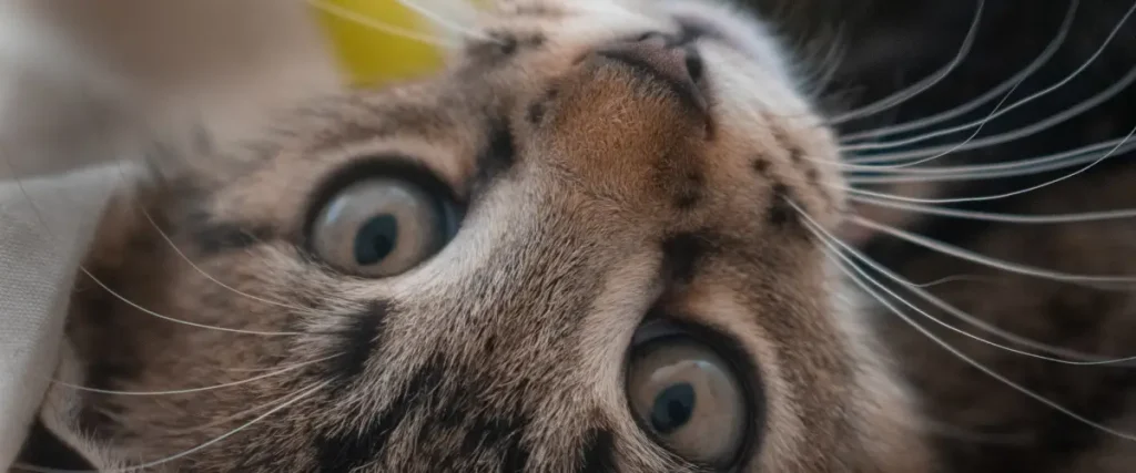 chat calme et heureux