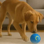 chien jouant avec balle interactive Chien jouant avec balle interactive rebondissante