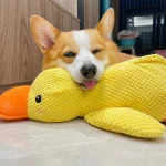 Corgi qui pose sa tête sur son doudou canard Corgi apaisé qui pose sa tête sur son doudou canard anti-stress