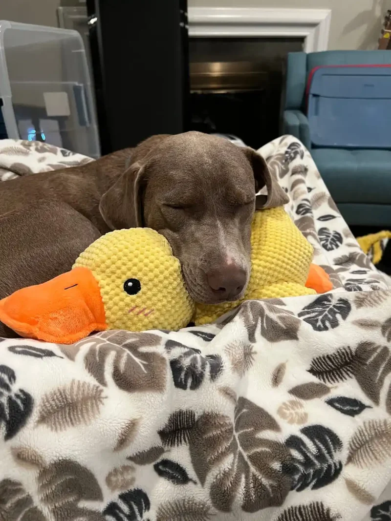 chien couché paisiblement qui caline son doudou canard anti stress