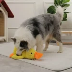 Border collie avec son doudou canard Border collie qui joue avec son doudou canard anti-stress jaune