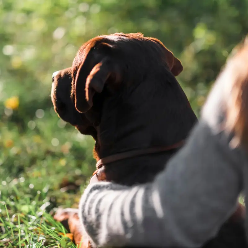 chien apaisé et rassuré