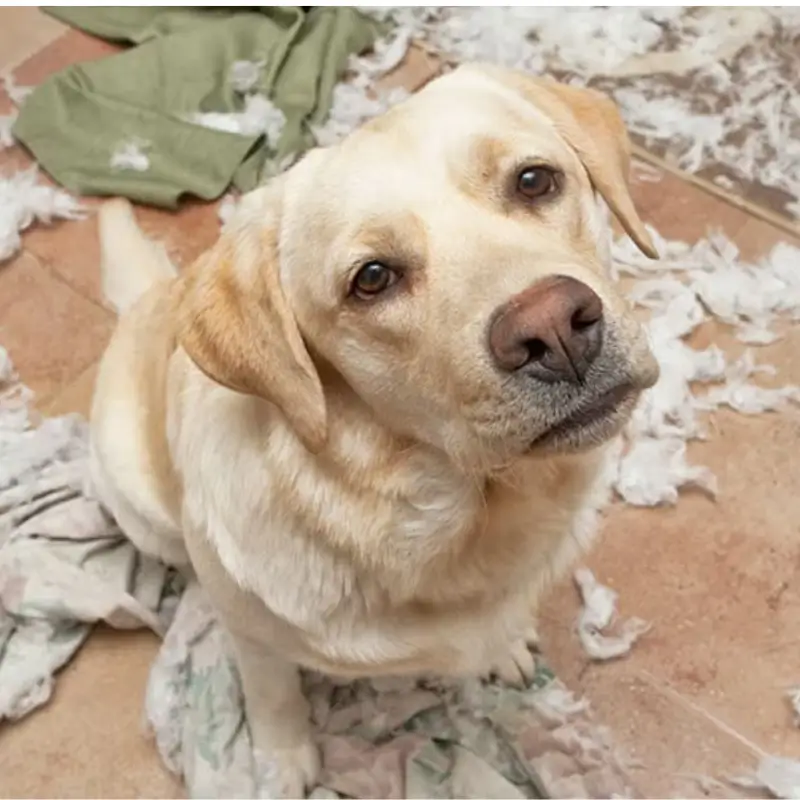 Chien stressé qui à détruit, déchiqueté