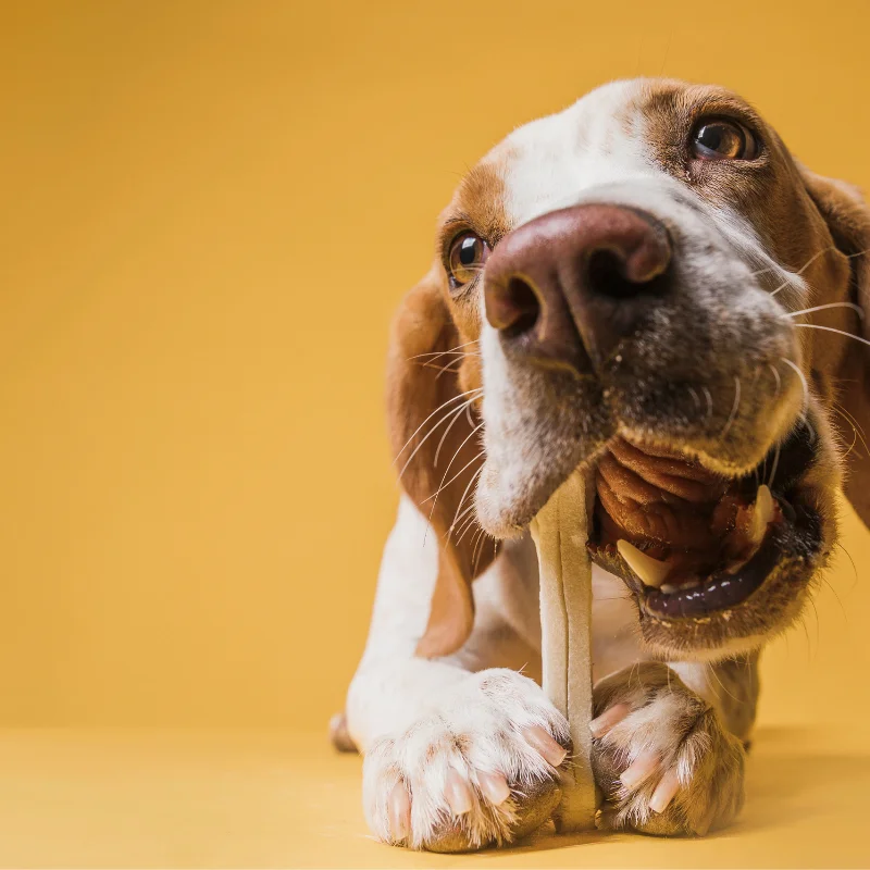 Chien en train de mastiquer, réduire le stress et l'anxiété