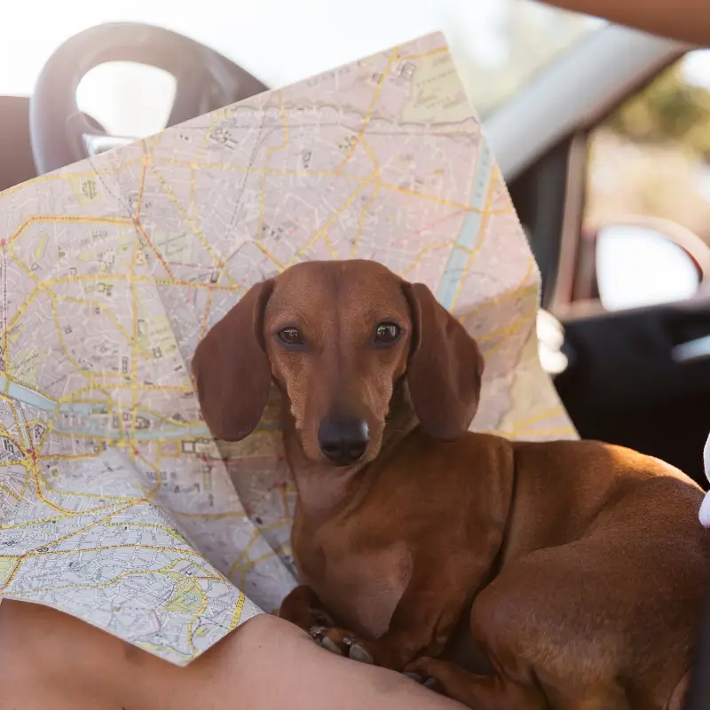 Transport et voyage pour chien
