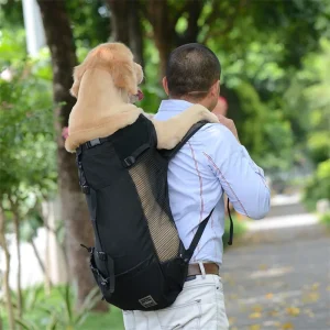 Golden Retriever dans sac à dos pour chien